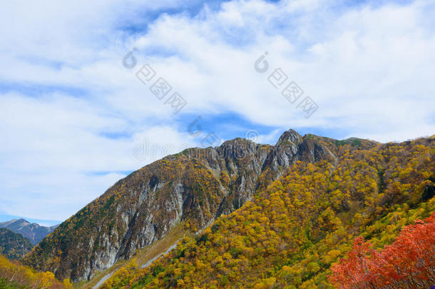 阿尔卑斯山亚洲秋天美丽的桦木