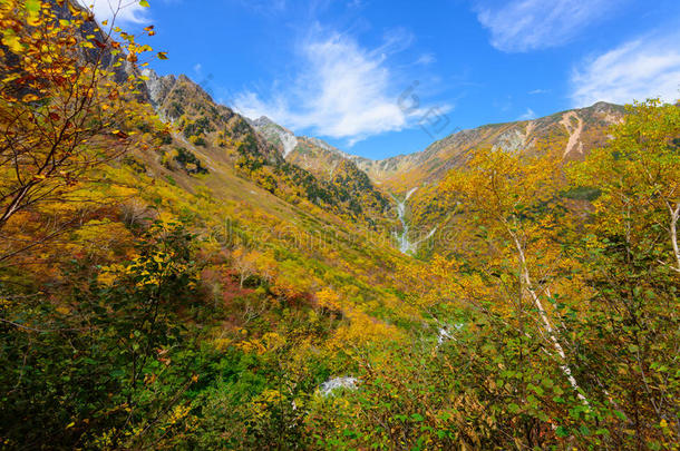 阿尔卑斯山亚洲秋天美丽的桦木