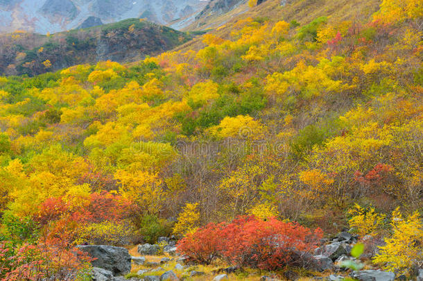 阿尔卑斯山亚洲秋天美丽的桦木