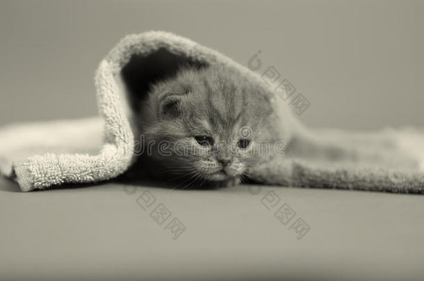 小猫在毛巾下面喵喵叫