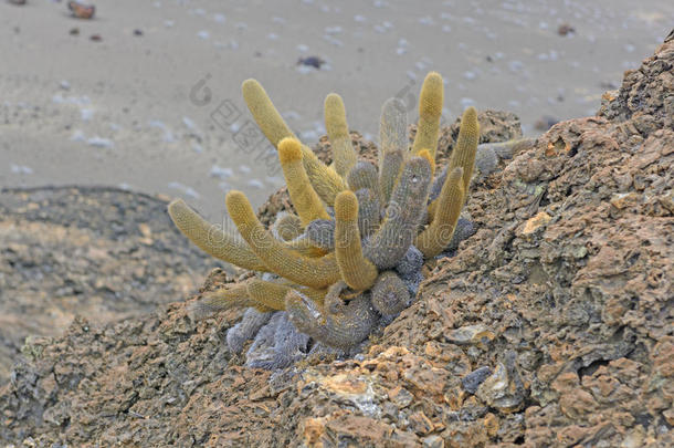 干旱的巴托洛姆生物学植物学百草