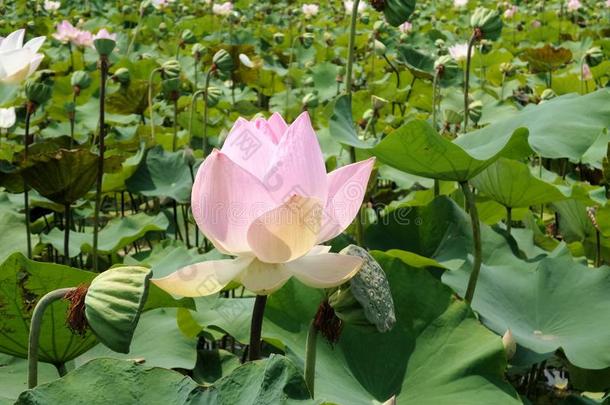 美丽的<strong>莲花农场</strong>