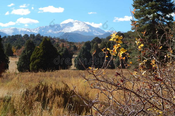 科罗拉多领域树叶草地山