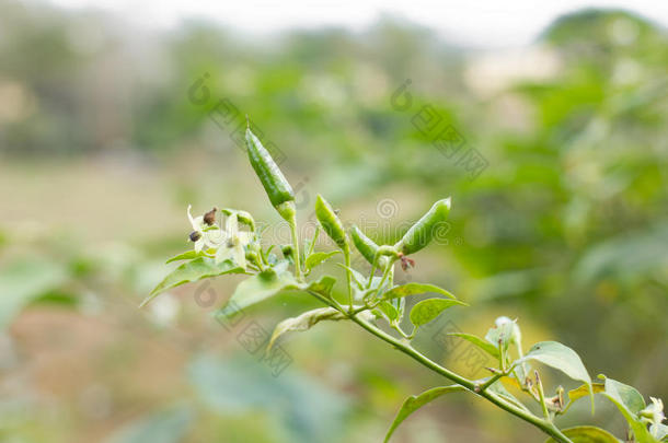 辣椒或辣椒辣椒辣椒植物