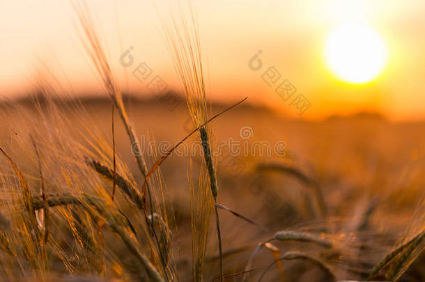 地上的麦穗是金色的