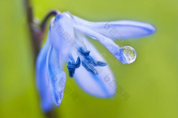 蓝色西拉花，在绿色背景上有水滴