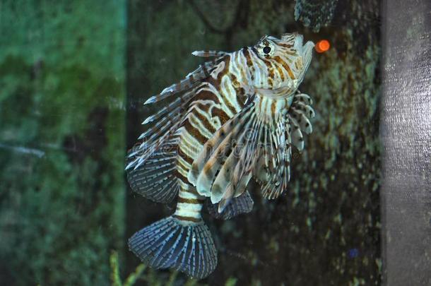 动物触角水族馆水生的短翅目