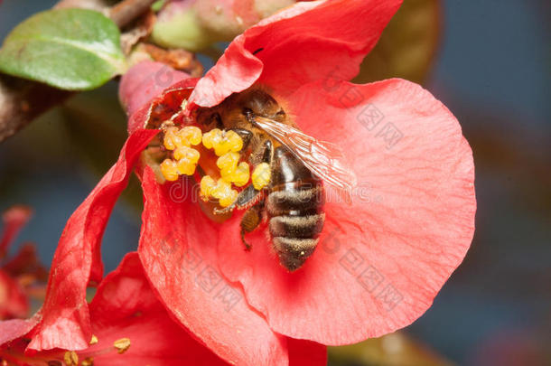 蜜蜂在日本昆斯(Chaenomel)的花上收集花蜜