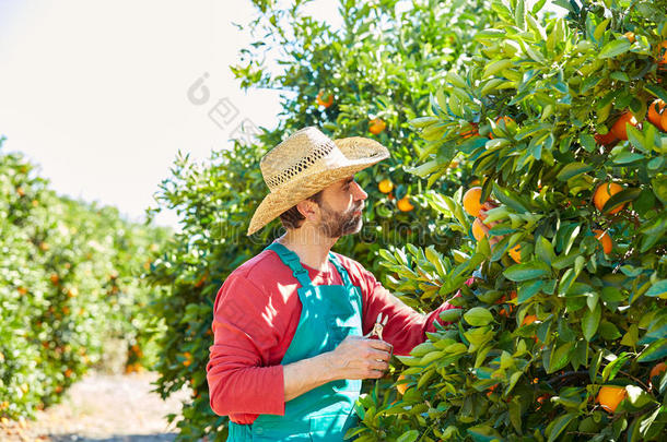 农夫在橘子树上收获橘子