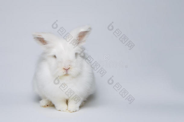 白兔