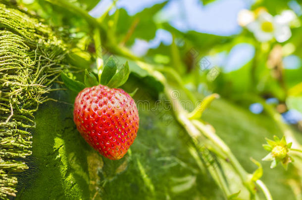 树枝上的草莓果实
