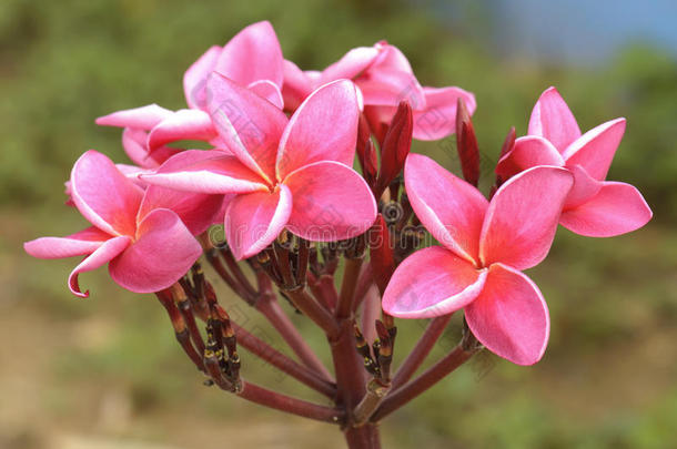 热带花鸡蛋花的分支（鸡蛋花）