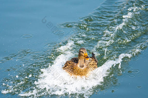 鸭子在水里以速度着陆