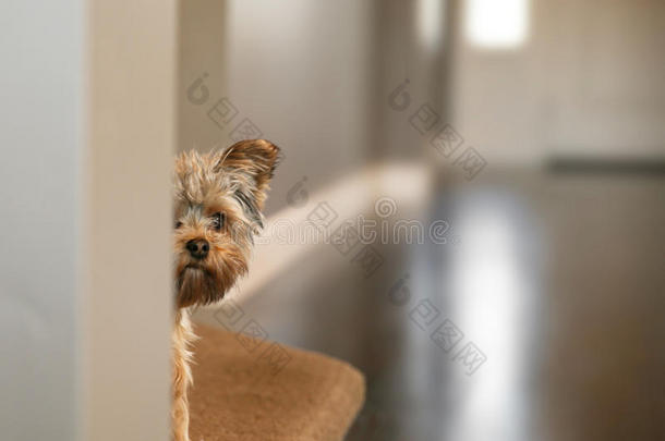 一只可爱的约克郡猎犬从一堵满是a的墙周围偷看