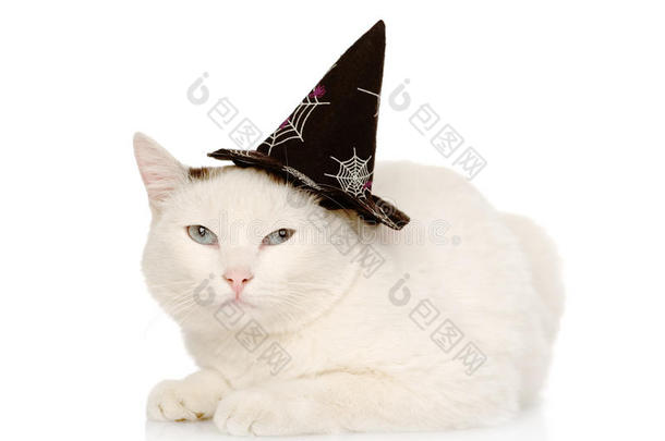 万圣节带女巫帽子的猫。 在白色背景上