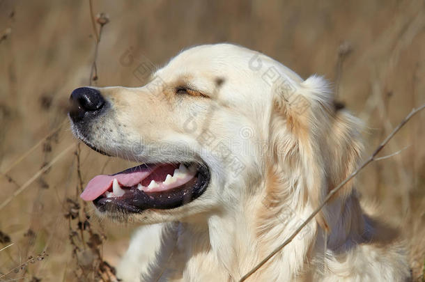 金色猎犬在草地上休息