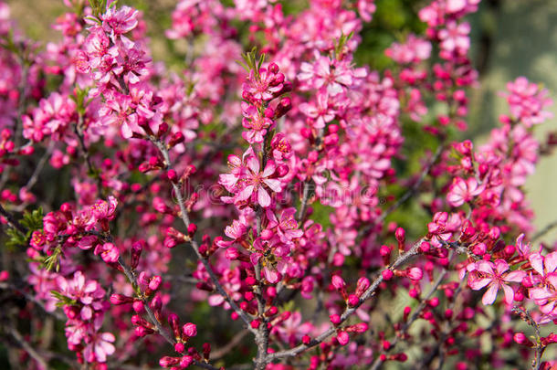 春天盛开的粉红色花朵的树