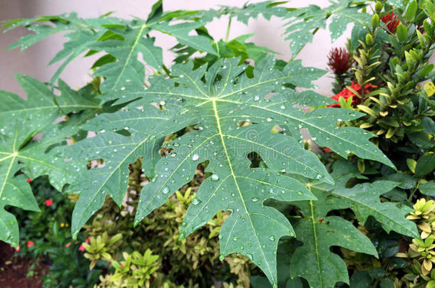 背景罗勒颜色花集中