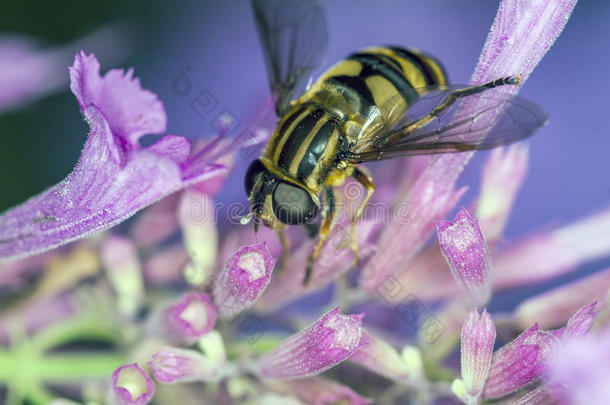 动物蜜蜂欧佩德斯苍蝇花