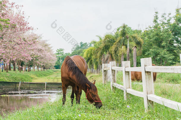 农场上的马有绿草，景观景观景观