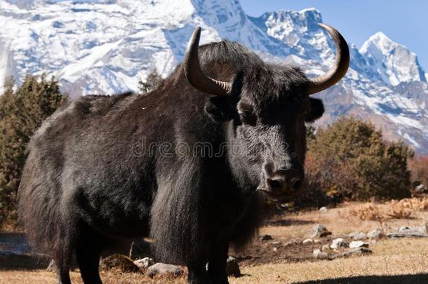 黑牦牛和孔德山