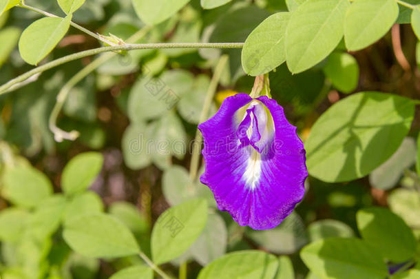 花园里<strong>豌豆花</strong>的特写