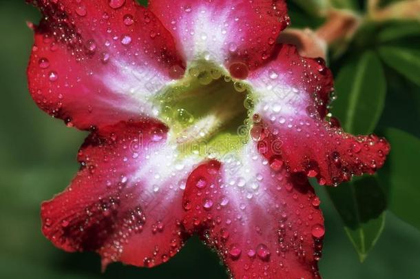 花，甜花红色黑斑羚百合花，有闪闪发光的水滴和绿色的背景