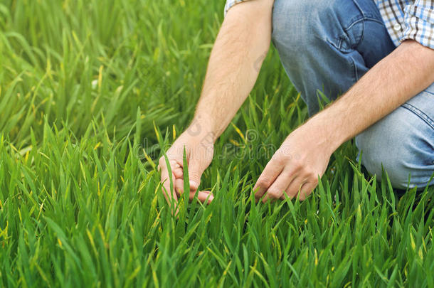 农民检查和控制年轻小麦种植田