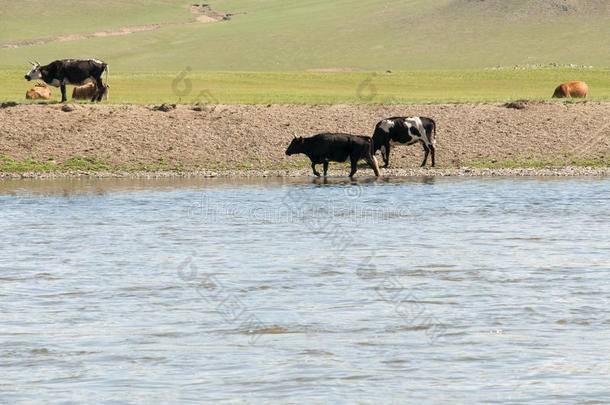 奶牛在蒙古山谷附近的水源附近放牧