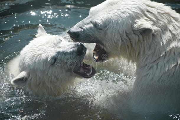 动物北极的攻击盆地战争