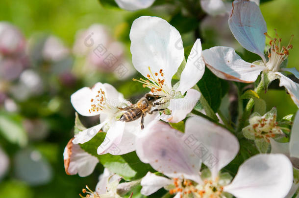 蜜蜂收集花蜜