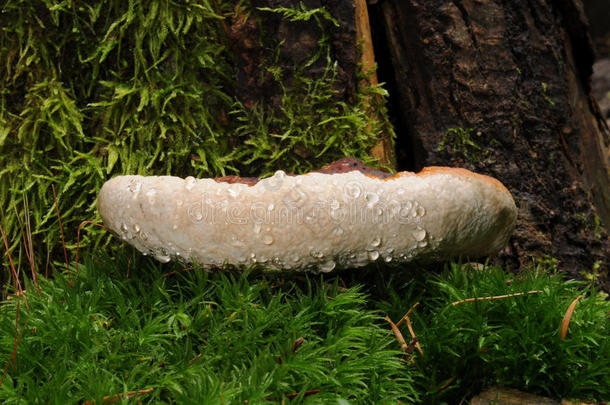 平菇真菌