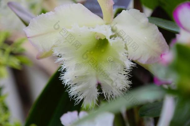 美女植物学的花花园花边