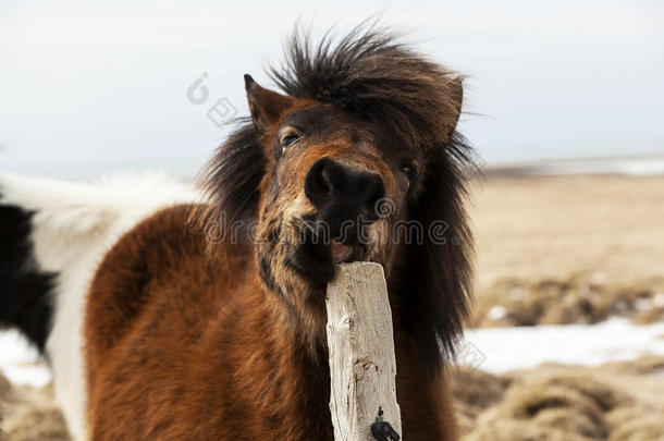 棕色冰岛马在栅栏上划伤