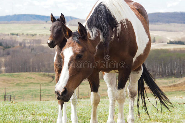 可爱的小马，小马，在牧场上