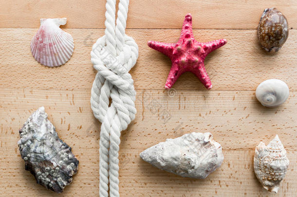 贝壳，海星和海洋结的特写躺在木板上