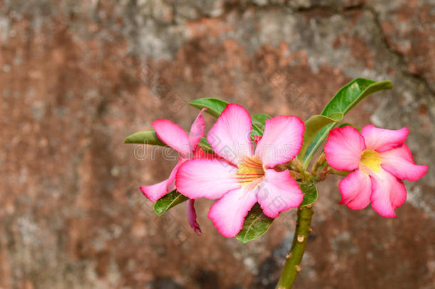 花卉背景。热带花粉红色腺体特写
