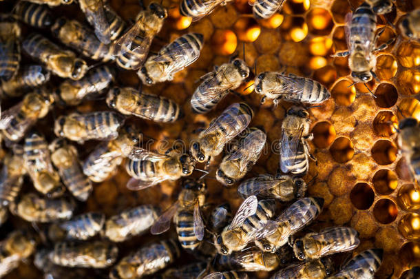 蜂巢上蜜蜂的微距镜头