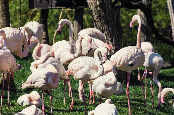 一群大型火烈鸟(PhoenicopterusRuberRoseus)在户外