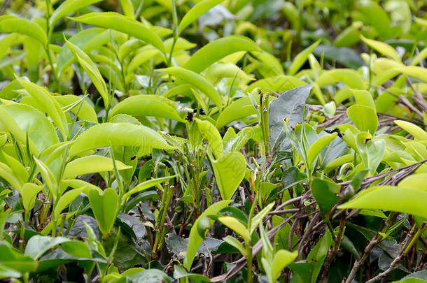 绿叶茶树生长照片