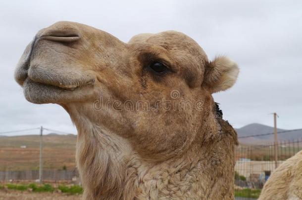近距离的骆驼或阿拉伯骆驼