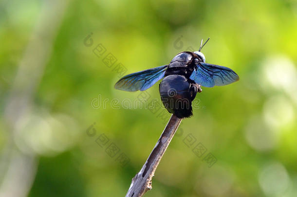 大黑蜂色飞虫坐在树枝上