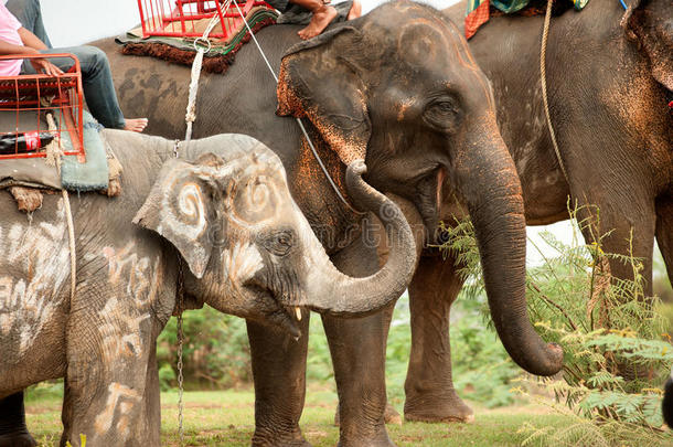 大象家庭幸福与水后，排序游行