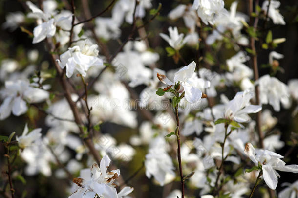 盛开的白玉兰花。 郁金香树