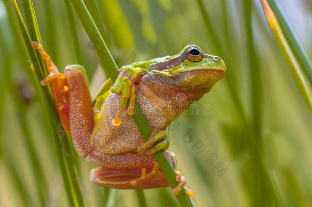绿色欧洲树蛙准备跳跃