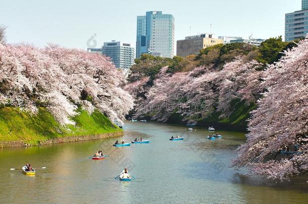 日本东京千里屋樱花