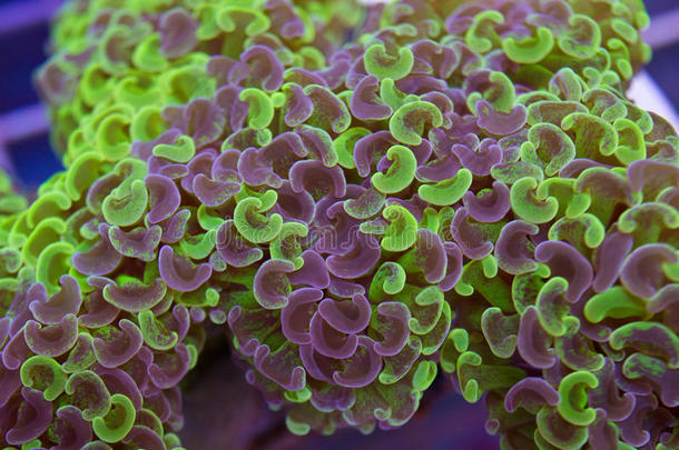 双色锤珊瑚触角紫色和绿色