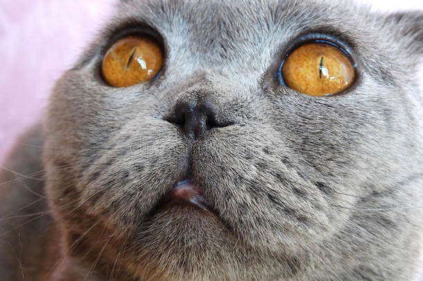 动物蓝色猫眼睛折叠
