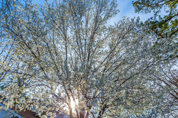 山茱萸树在阳光明媚的日子里盛开