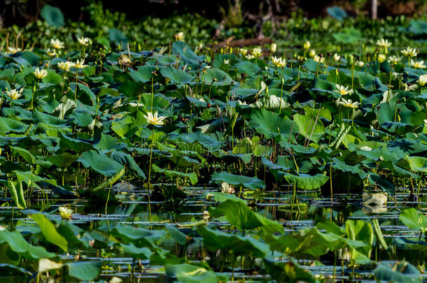 一个充满黄色莲花、水葫芦、芦苇和其他水生植物的湖